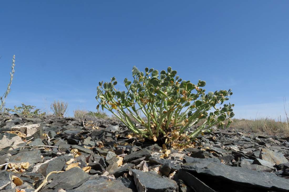 Image of Zygophyllum rosowii specimen.