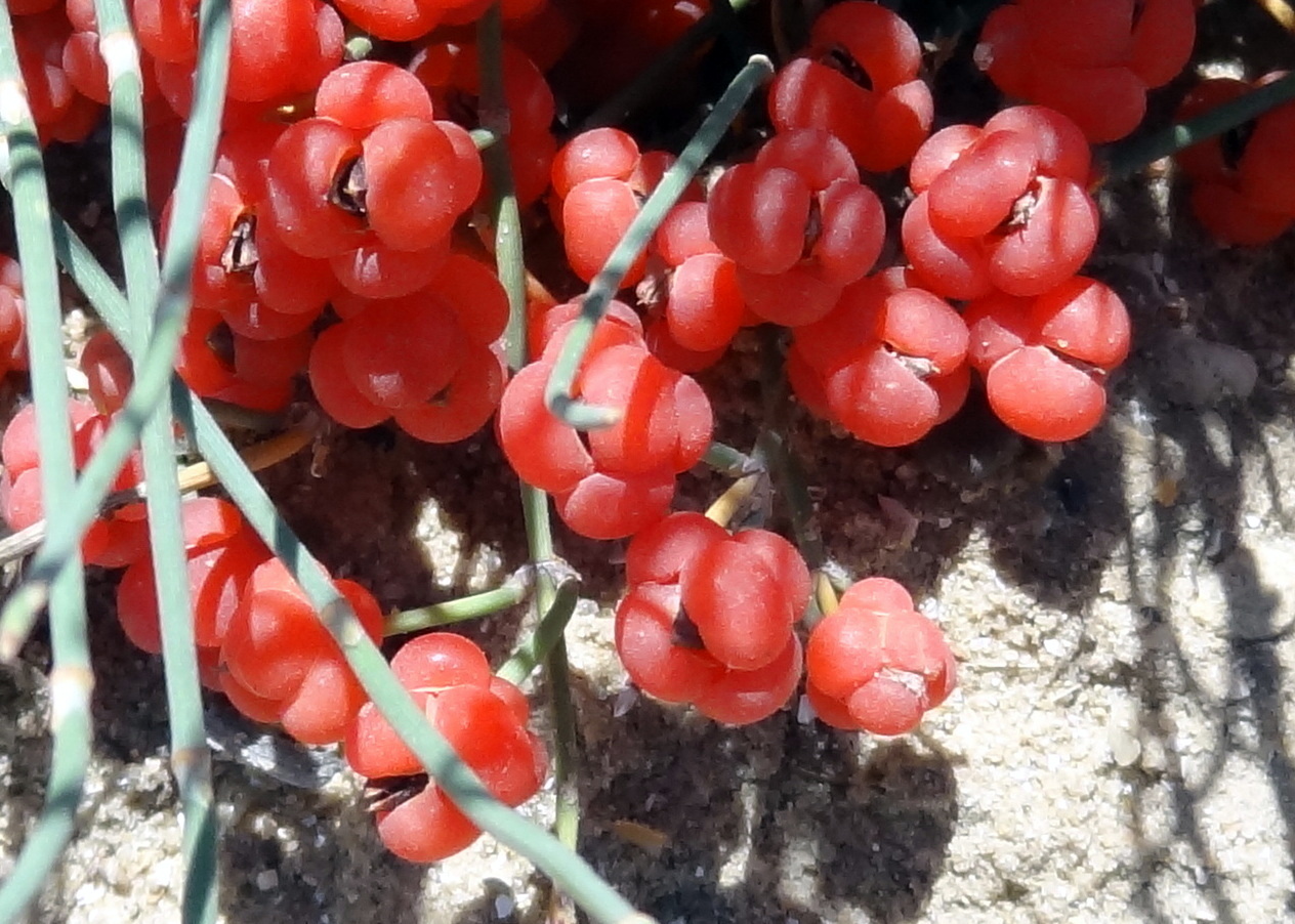 Image of Ephedra distachya specimen.