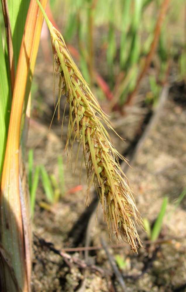 Изображение особи Carex paleacea.