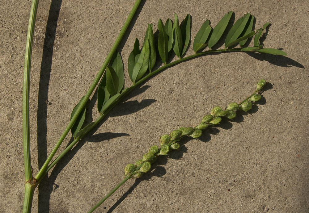 Image of Onobrychis inermis specimen.