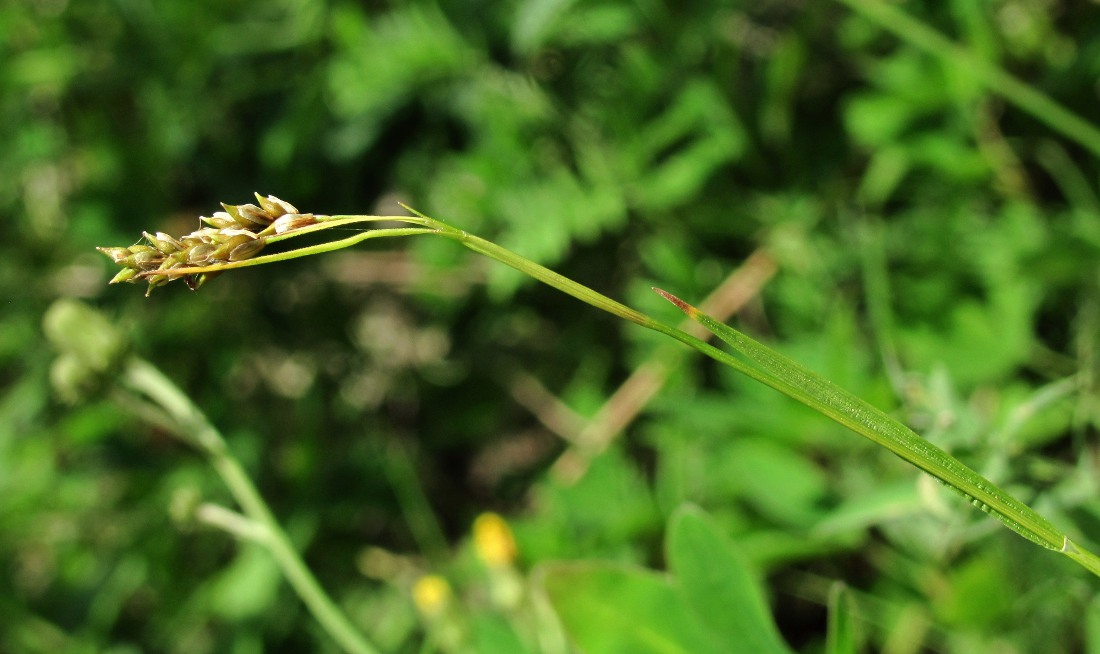 Изображение особи Carex capillaris.