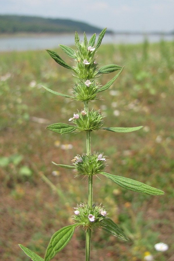 Изображение особи Chaiturus marrubiastrum.