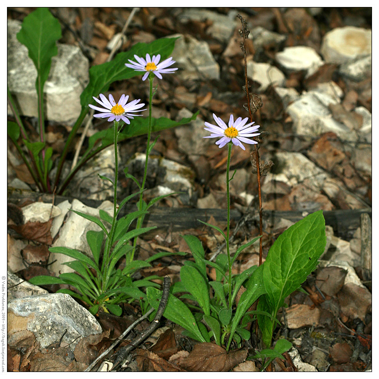 Image of Aster alpinus specimen.