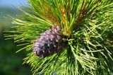 Pinus sibirica. Верхушка побега с шишкой. Республика Бурятия, Прибайкальский р-н, берег р. Безымянная. 20.07.2013.