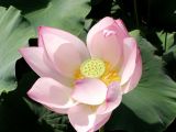 Nelumbo caspica