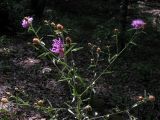 Centaurea jacea subspecies substituta. Верхушка цветущего растения. Краснодарский край, окр. г. Крымск, дубово-буковый лес, обочина горно-лесной дороги. 18.08.2013.