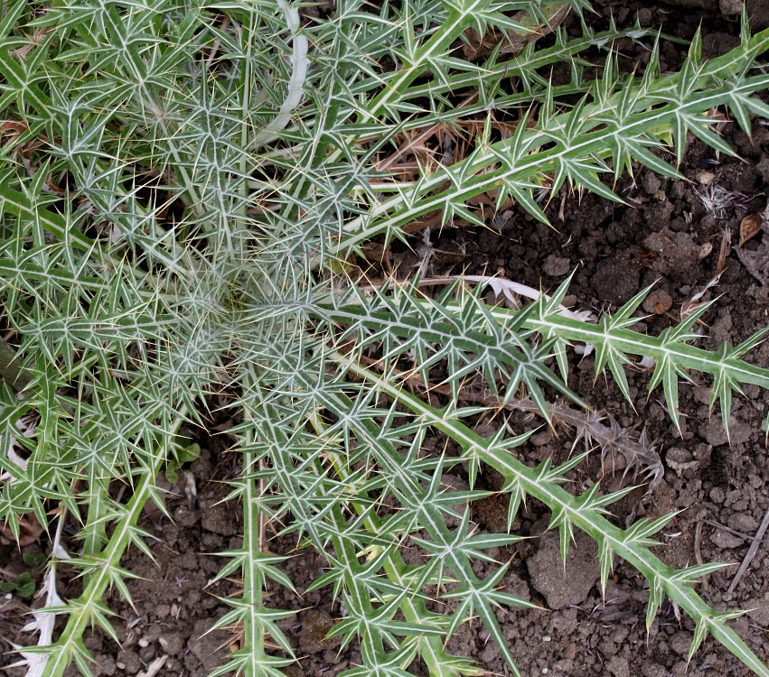 Image of Lamyra afra specimen.