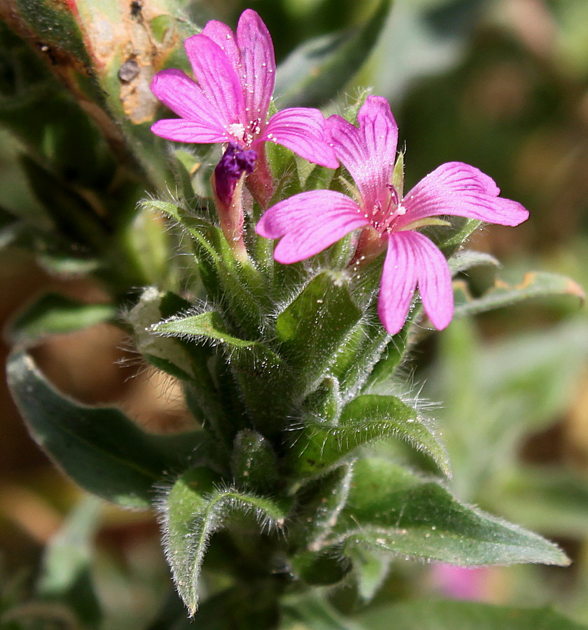 Image of genus Epilobium specimen.