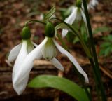 Galanthus panjutinii