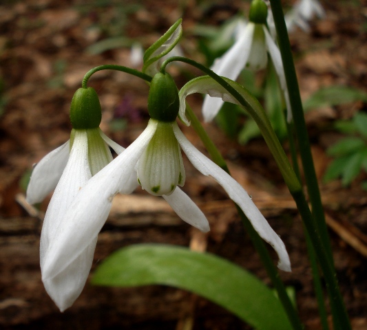 Изображение особи Galanthus panjutinii.