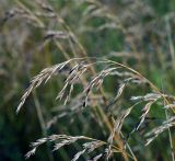 Festuca pratensis