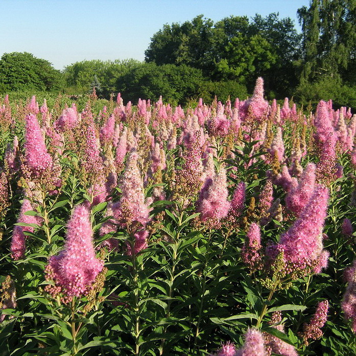 Image of Spiraea &times; billardii specimen.