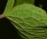 Antigonon leptopus