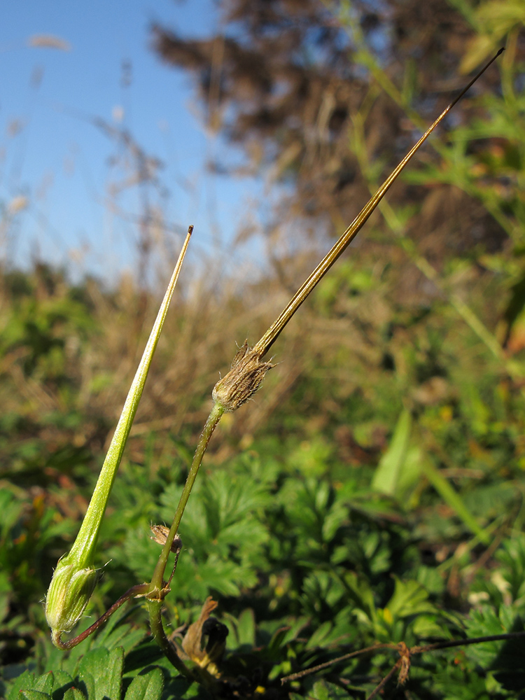 Image of Erodium cicutarium specimen.