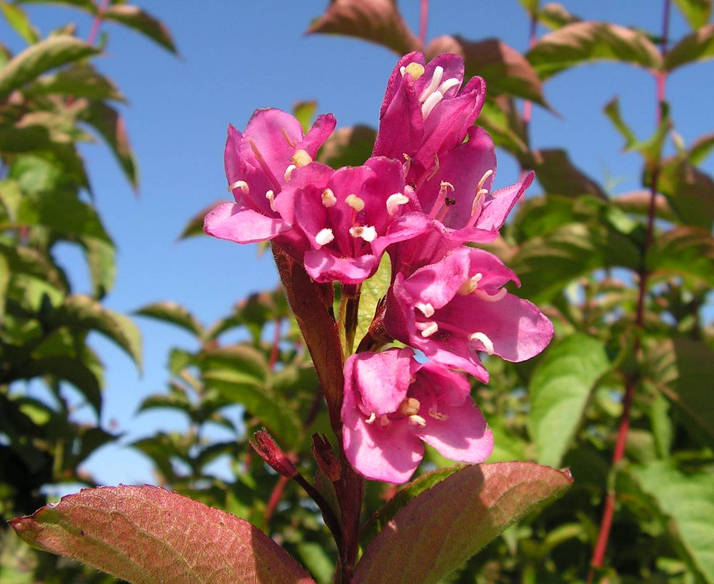 Image of Weigela praecox specimen.