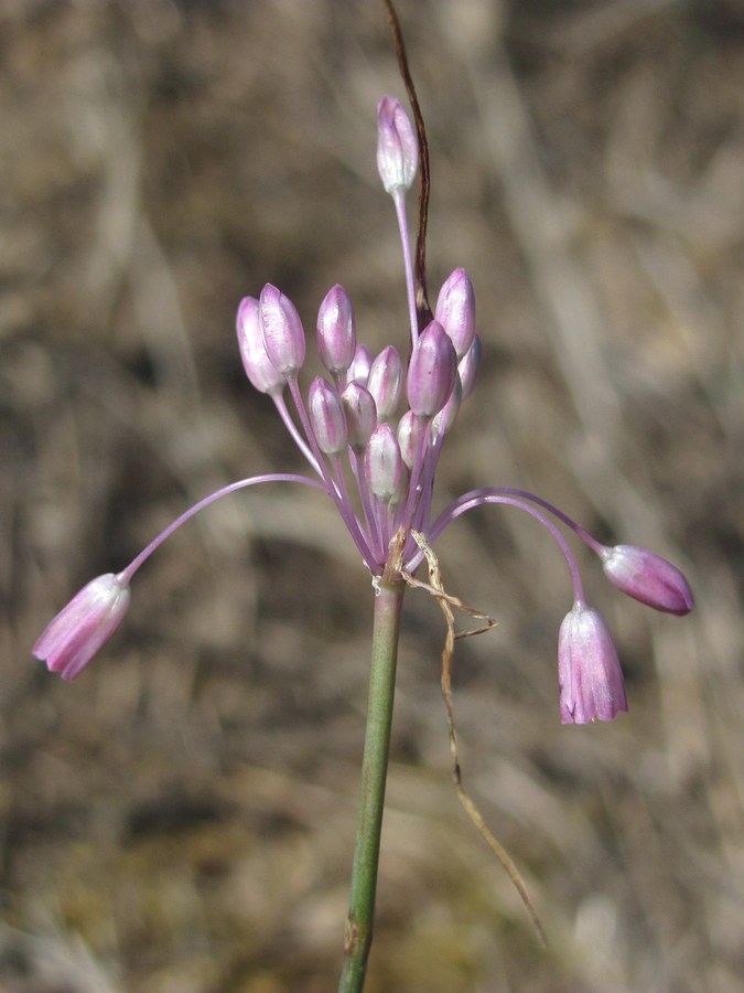 Image of Allium praescissum specimen.