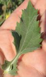 Verbesina encelioides