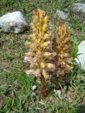 Orobanche gigantea