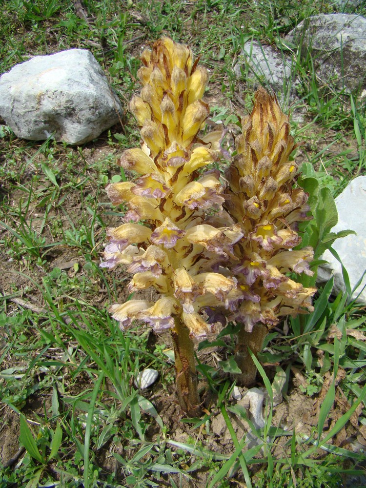 Изображение особи Orobanche gigantea.