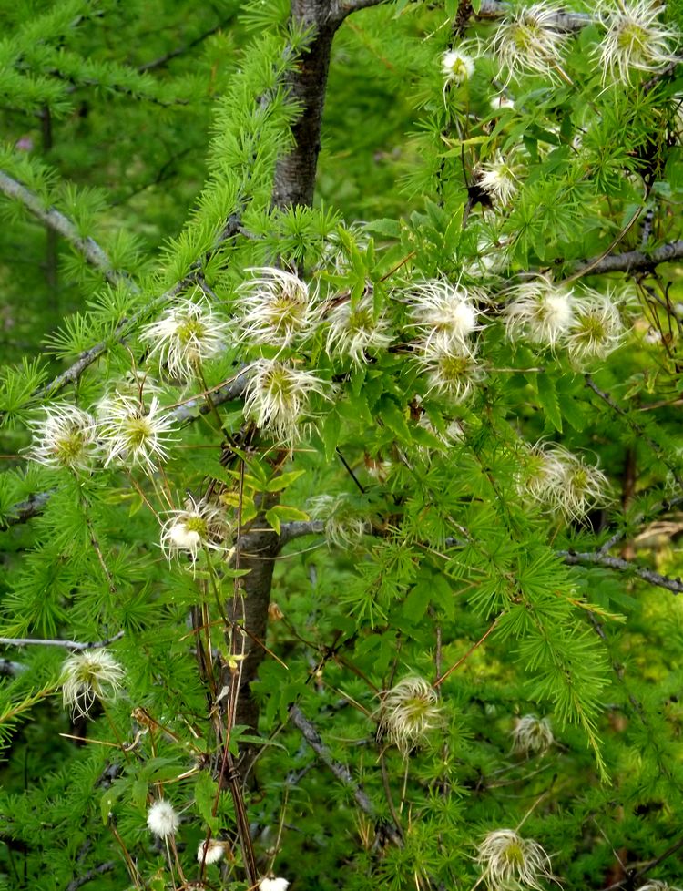 Изображение особи Atragene sibirica.