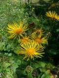 Inula helenium