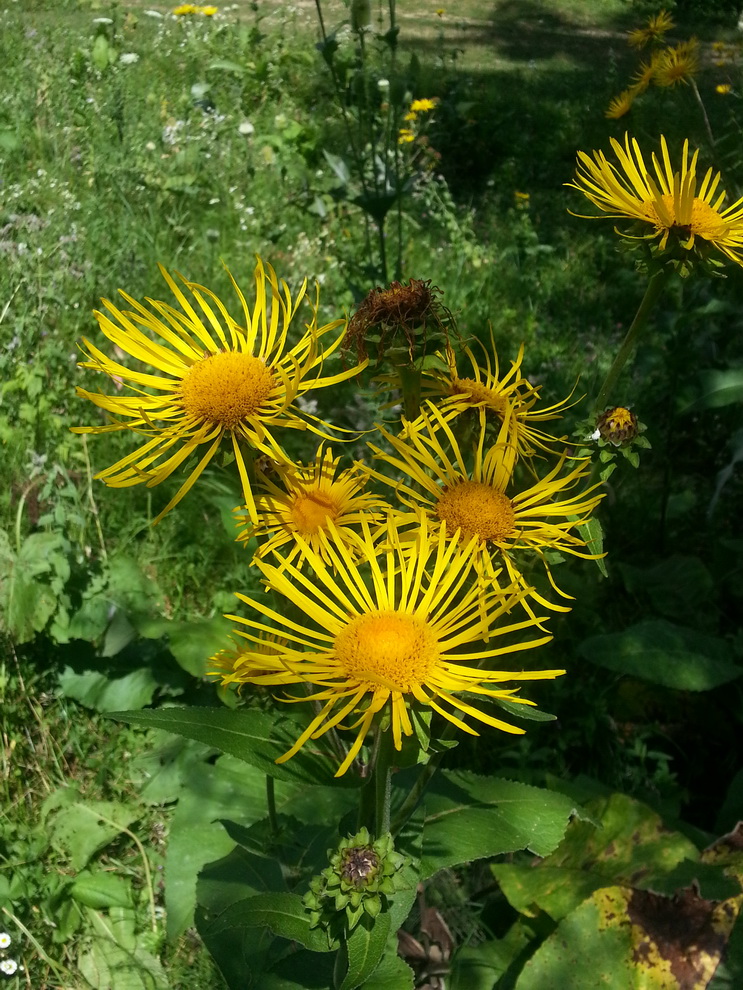 Изображение особи Inula helenium.