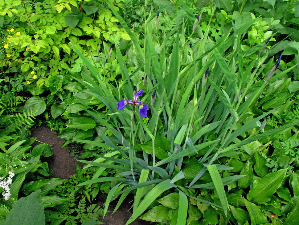 Изображение особи Iris setosa.
