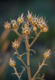 Centaurea salonitana
