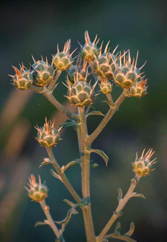 Изображение особи Centaurea salonitana.