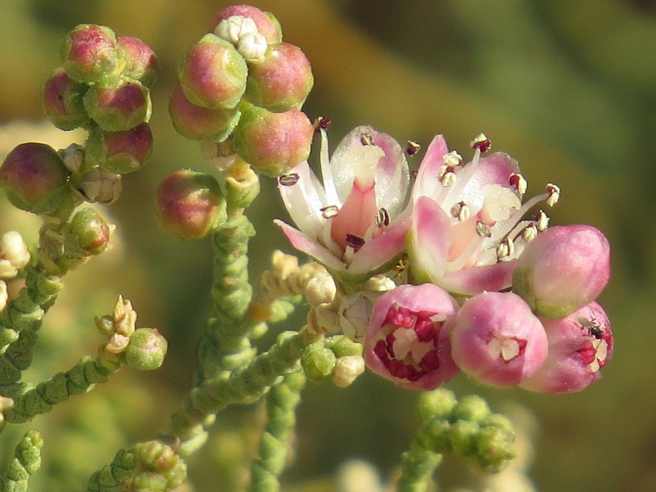 Изображение особи Tamarix passerinoides.