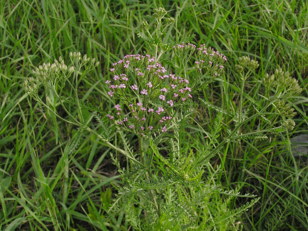 Изображение особи Achillea millefolium.