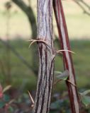 Berberis hakeoides. Средняя часть многолетней ветки. Германия, г. Дюссельдорф, Ботанический сад университета. 02.03.2014.