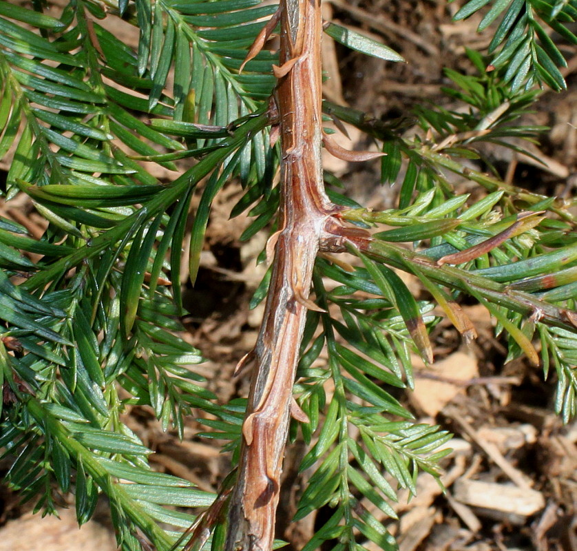 Image of familia Taxodiaceae specimen.