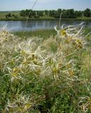 Clematis lathyrifolia