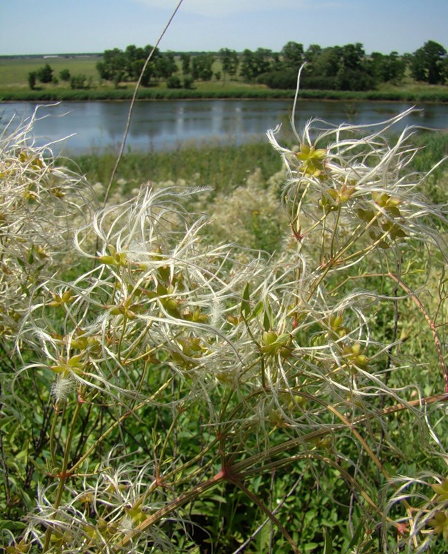 Image of Clematis lathyrifolia specimen.