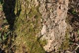 Fraxinus bungeana. Комлевая часть ствола. Германия, г. Дюссельдорф, Ботанический сад университета. 10.03.2014.