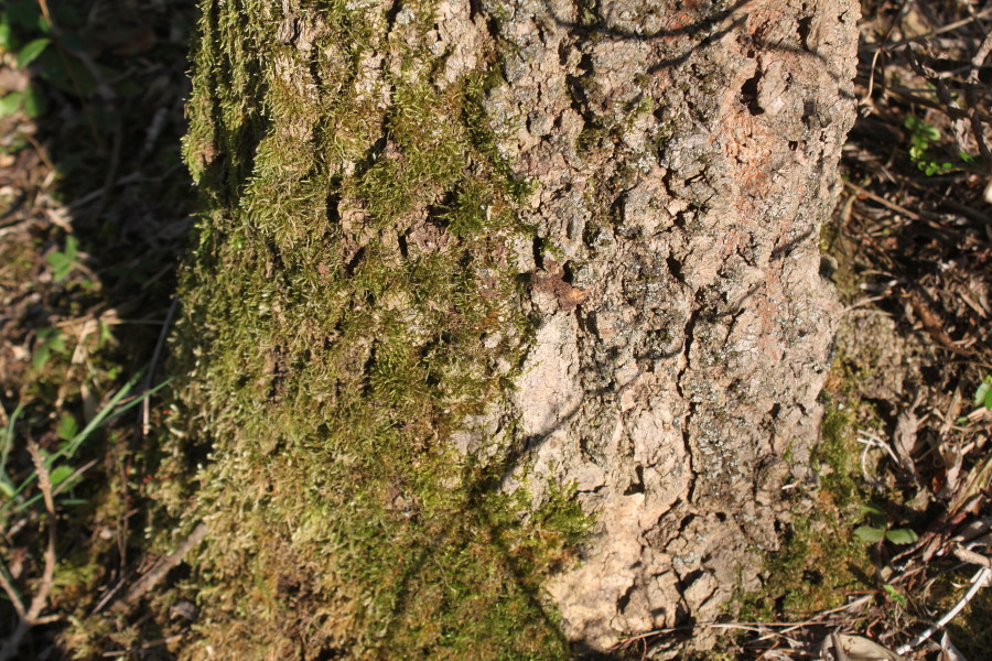 Image of Fraxinus bungeana specimen.