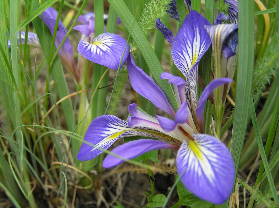 Image of Iris ludwigii specimen.