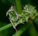 Rumex spinosus. Соцветие пестичных цветков. Израиль, Шарон, пос. Кфар Монаш, ботанический сад \"Хават Ганой\", сорное. 29.12.2015.