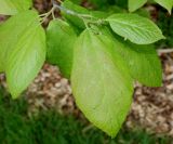 Sinowilsonia henryi. Ветка. Германия, г. Дюссельдорф, Ботанический сад университета. 28.04.2014.