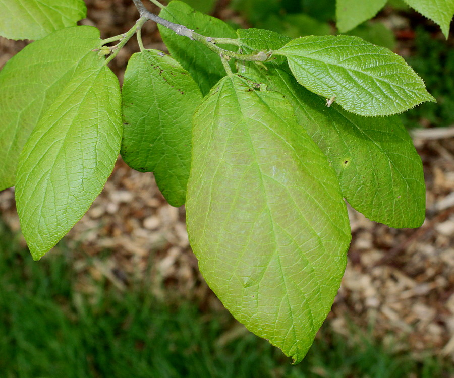 Изображение особи Sinowilsonia henryi.