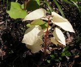 Populus tremula