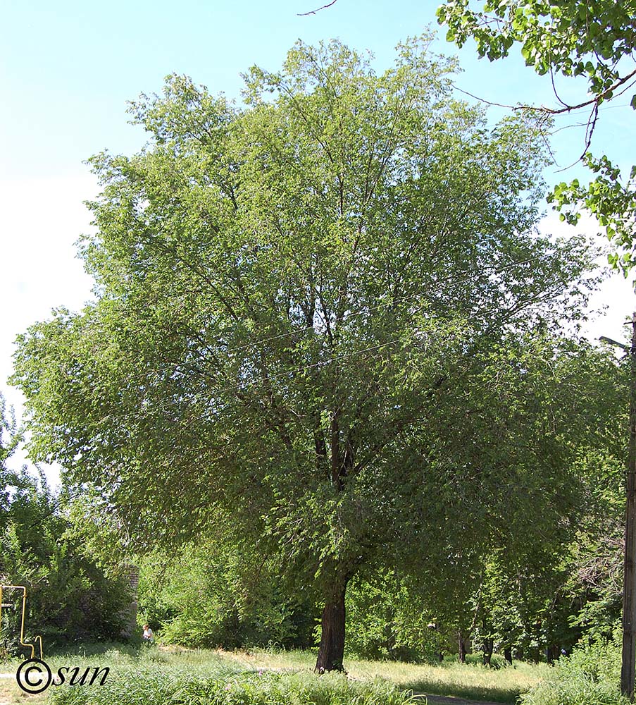 Изображение особи Ulmus laevis.