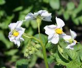 Solanum tuberosum