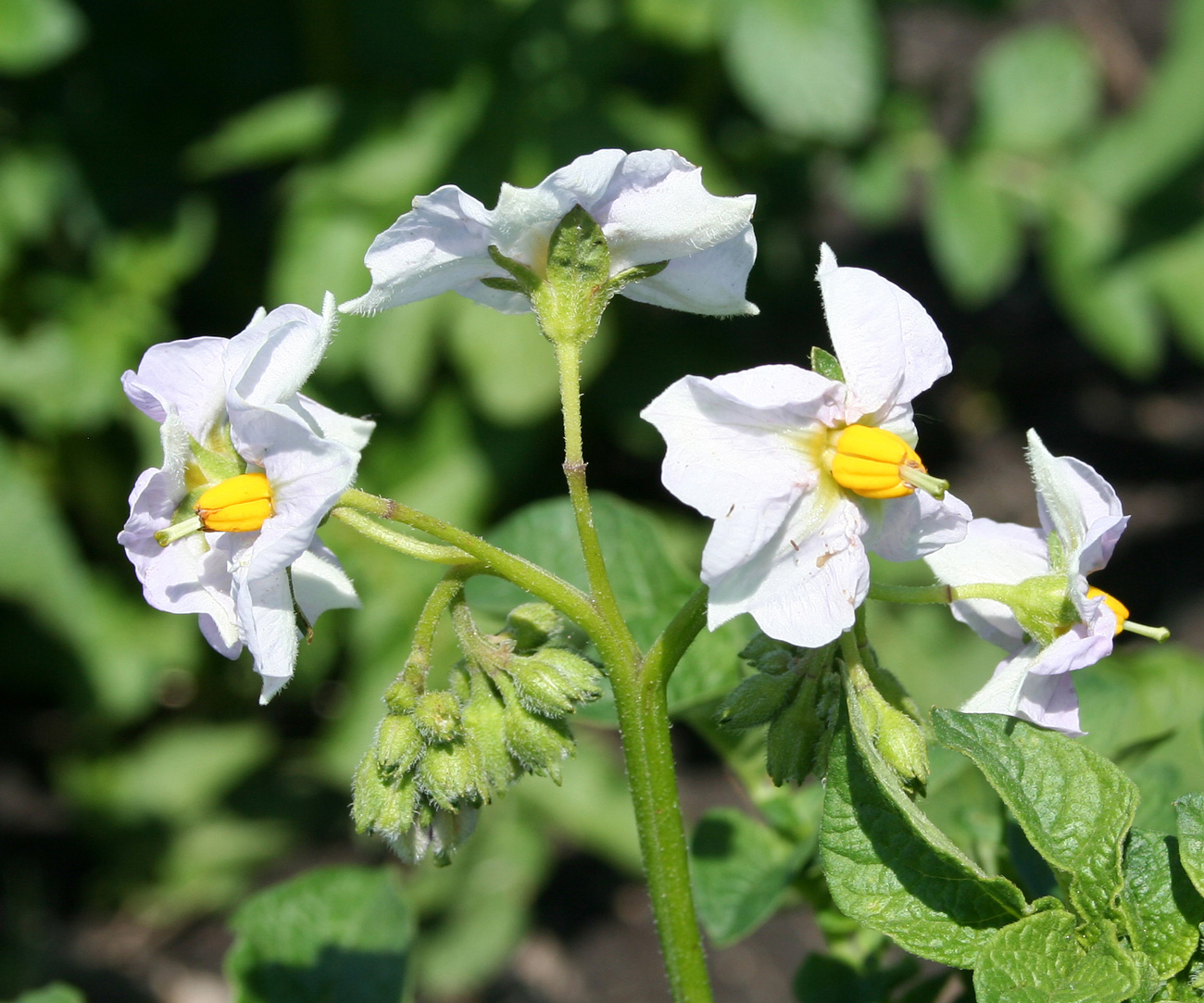 Изображение особи Solanum tuberosum.