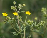 genus Potentilla