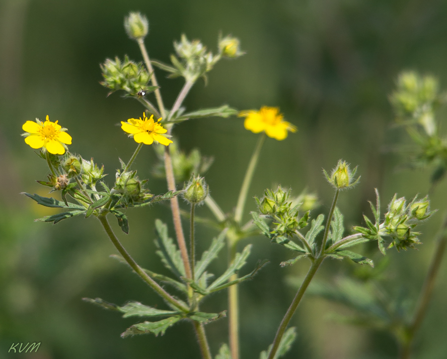 Изображение особи род Potentilla.