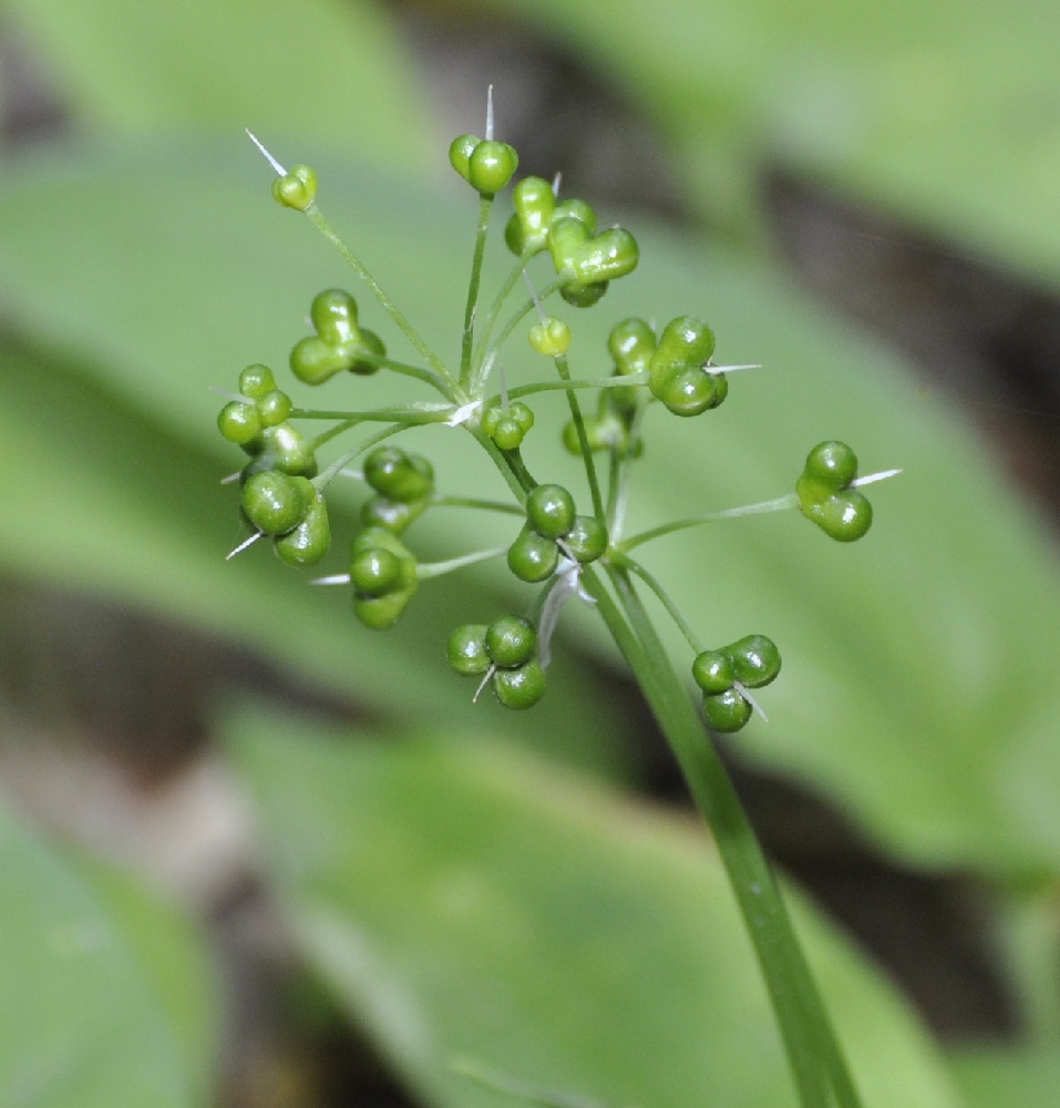 Изображение особи Allium ursinum.