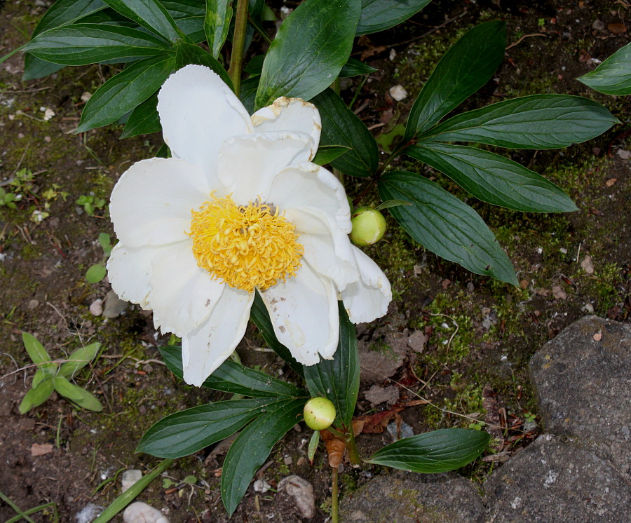 Изображение особи Paeonia lactiflora.