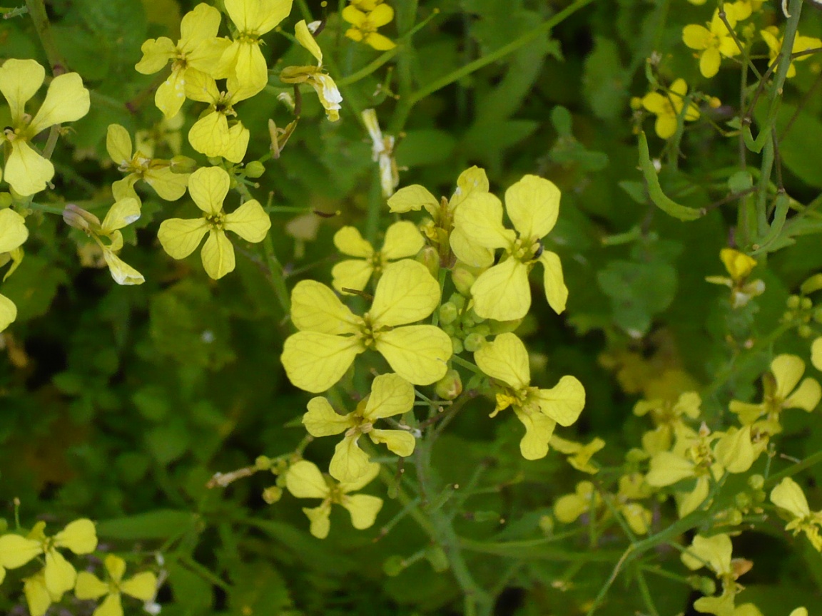 Изображение особи Raphanus raphanistrum.